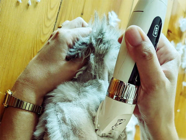 My Cats Hate Being Shaved, Too How to Shave a Cat That Hates It