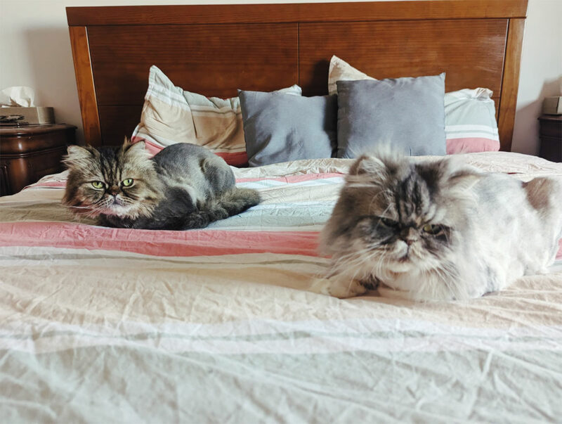 How to Shave a Cat at Home: Tips I Learned Regularly Shaving My Own Cats