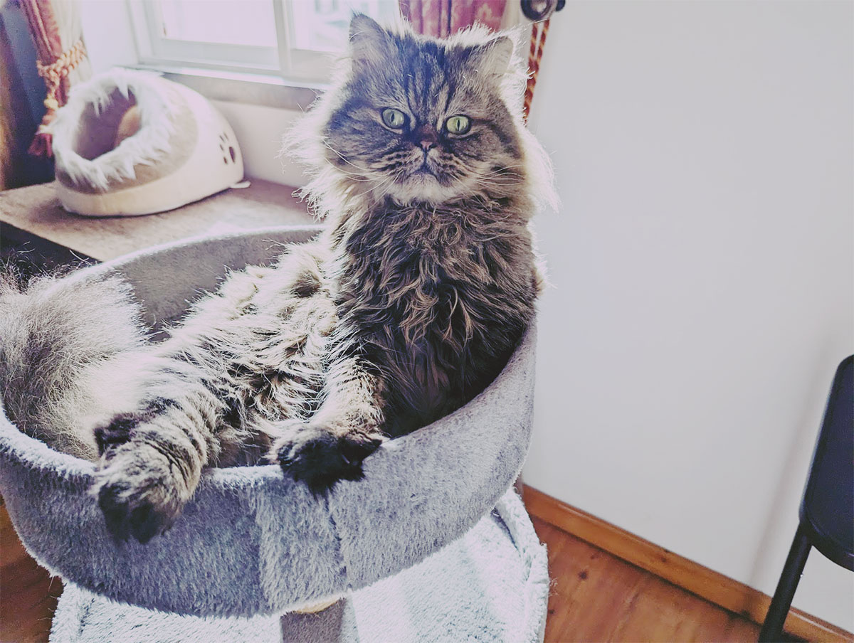 "Why Does My Cat Stare at Me When I Cry?" Why I Think Mine Do