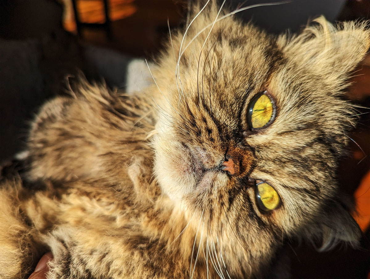 "Why Does My Cat Stare at Me When I Cry?" Why I Think Mine Do