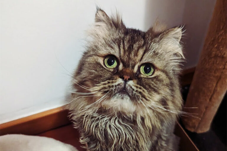 "Why Does My Cat Stare at Me When I Cry?" Why I Think Mine Do