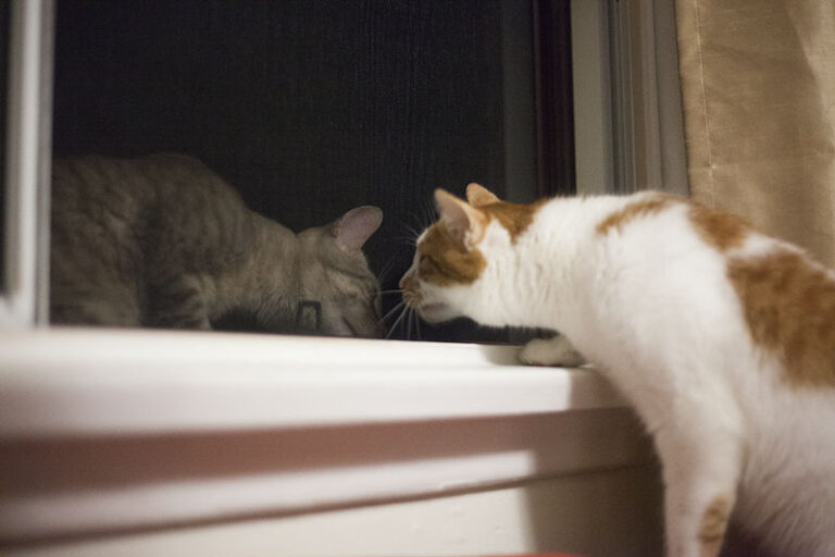 "Why Does a Cat Keep Coming to My House?" My Thoughts