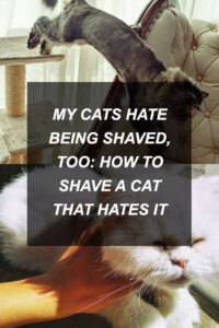 kittyclysm-cat-blog-help-advice-tips13