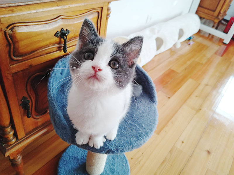 How to Tell if a Kitten Is Going to Be a Lap Cat: 7 Traits That Tell