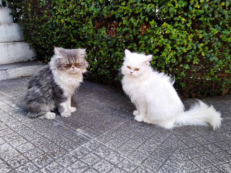 can-you-rename-a-cat-can-cats-learn-a-new-name