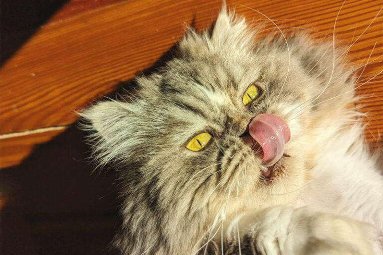 "Why Does My Cat Meow Before Drinking Water?" 7 Reasons, Some Serious